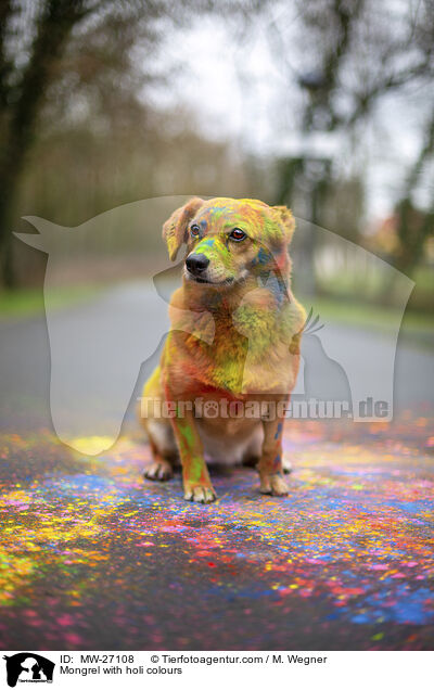 Mischling mit Holifarben / Mongrel with holi colours / MW-27108