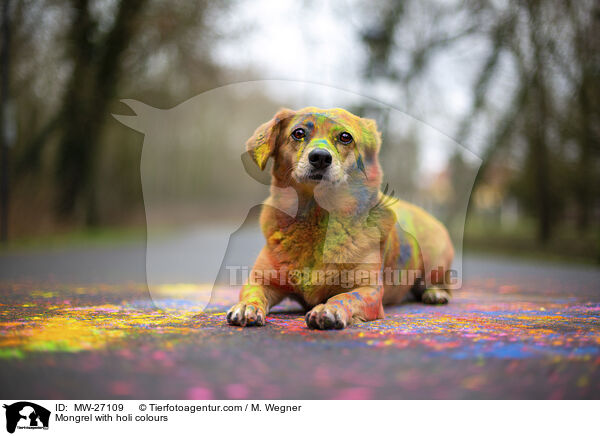 Mongrel with holi colours / MW-27109