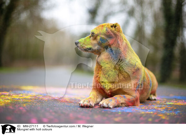 Mongrel with holi colours / MW-27111
