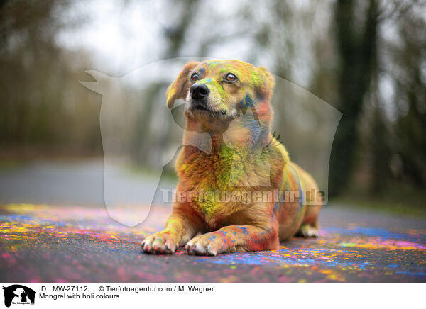 Mischling mit Holifarben / Mongrel with holi colours / MW-27112