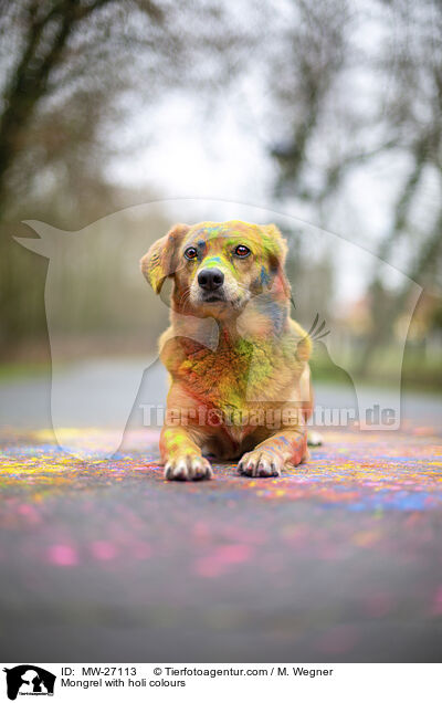 Mischling mit Holifarben / Mongrel with holi colours / MW-27113