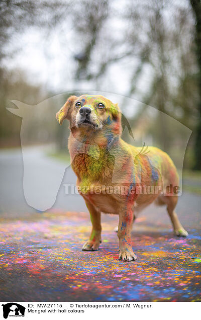 Mongrel with holi colours / MW-27115