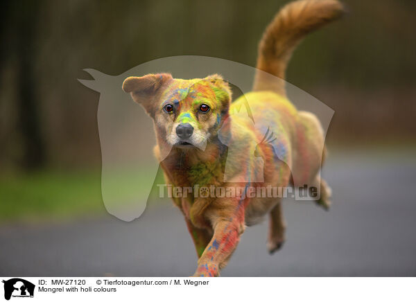 Mongrel with holi colours / MW-27120