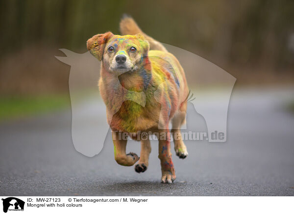 Mongrel with holi colours / MW-27123