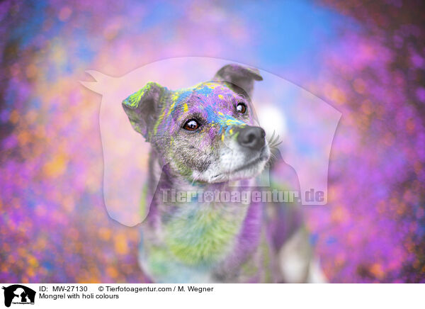 Mischling mit Holifarben / Mongrel with holi colours / MW-27130