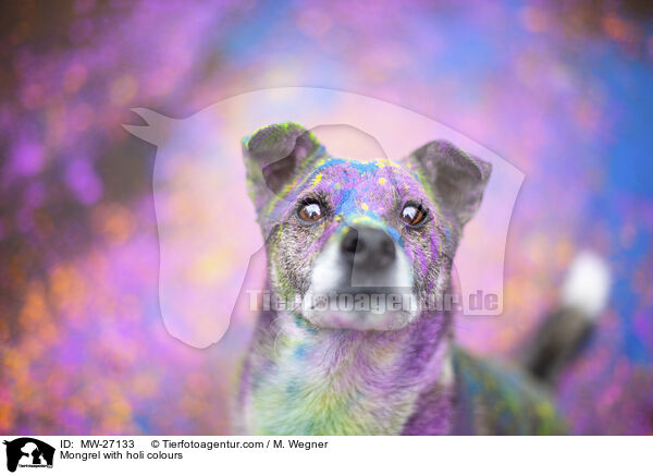 Mischling mit Holifarben / Mongrel with holi colours / MW-27133