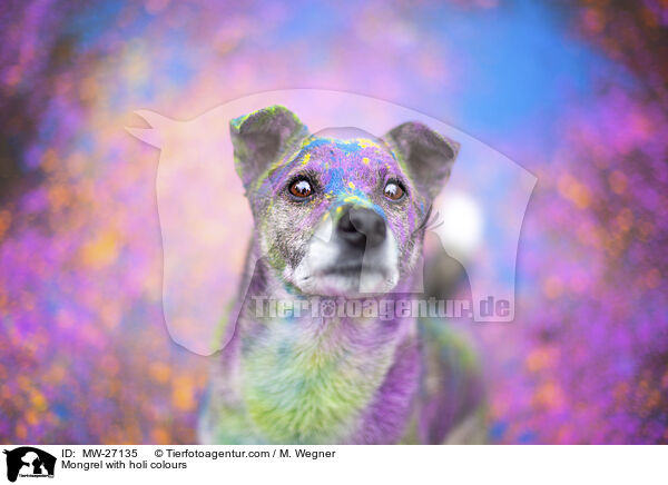 Mischling mit Holifarben / Mongrel with holi colours / MW-27135