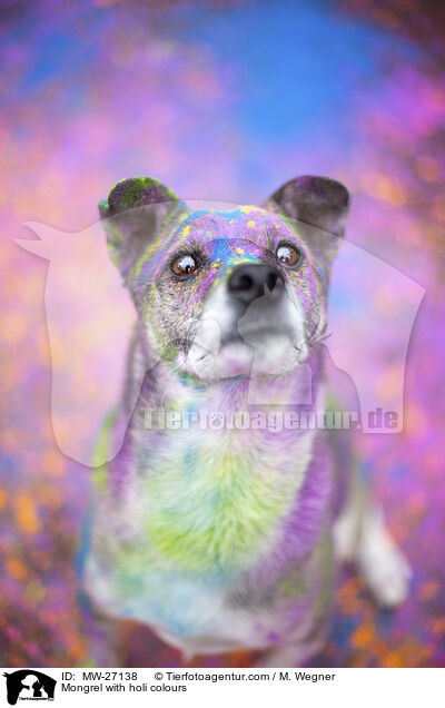 Mischling mit Holifarben / Mongrel with holi colours / MW-27138