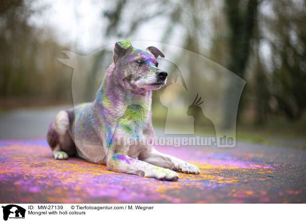 Mischling mit Holifarben / Mongrel with holi colours / MW-27139