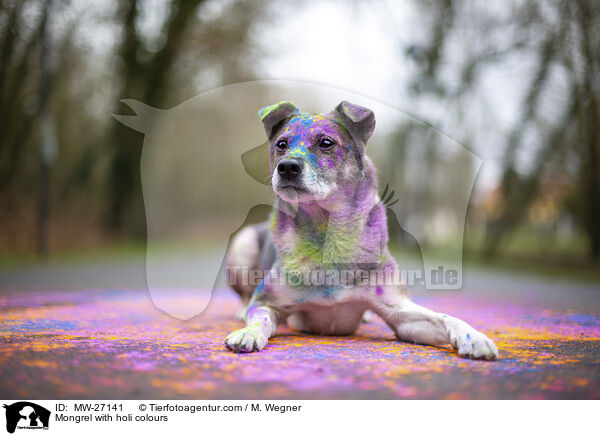 Mischling mit Holifarben / Mongrel with holi colours / MW-27141