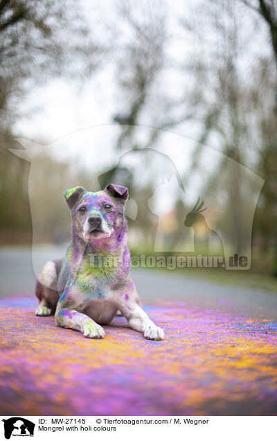 Mischling mit Holifarben / Mongrel with holi colours / MW-27145