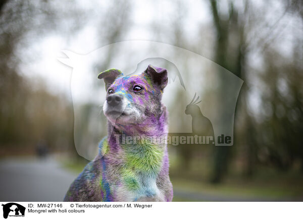 Mischling mit Holifarben / Mongrel with holi colours / MW-27146