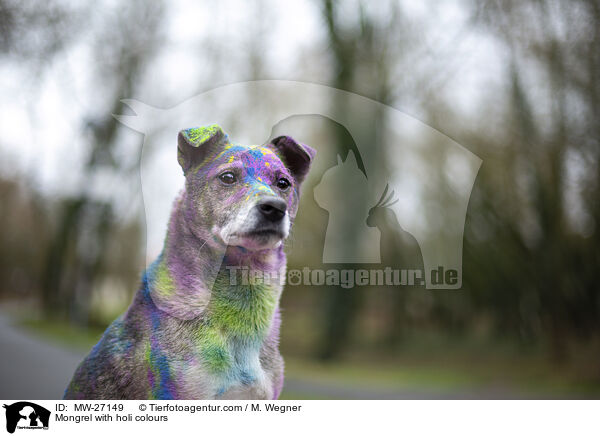 Mischling mit Holifarben / Mongrel with holi colours / MW-27149