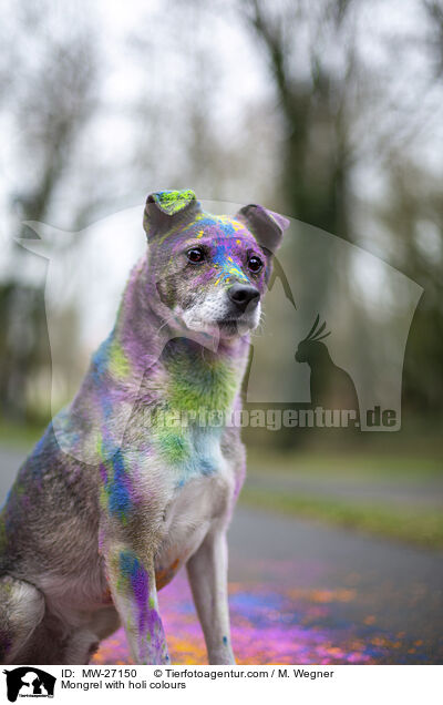 Mischling mit Holifarben / Mongrel with holi colours / MW-27150