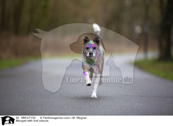 Mischling mit Holifarben / Mongrel with holi colours / MW-27152