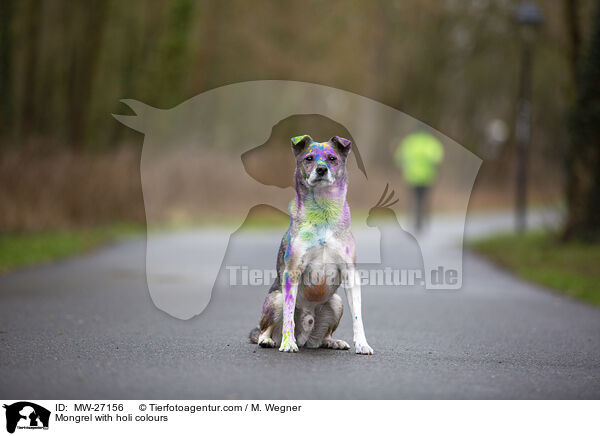 Mischling mit Holifarben / Mongrel with holi colours / MW-27156