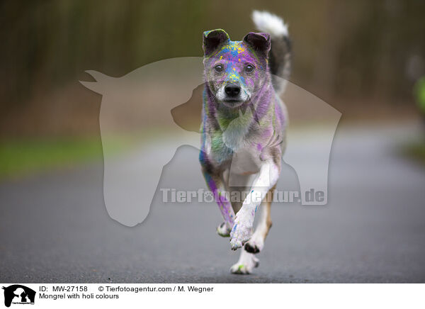 Mischling mit Holifarben / Mongrel with holi colours / MW-27158