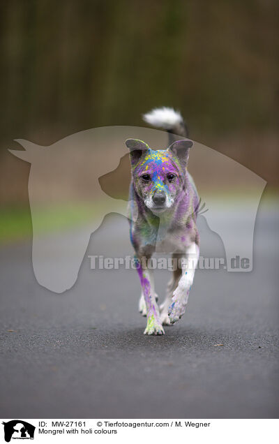 Mischling mit Holifarben / Mongrel with holi colours / MW-27161