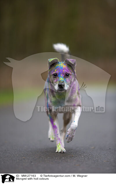 Mischling mit Holifarben / Mongrel with holi colours / MW-27163