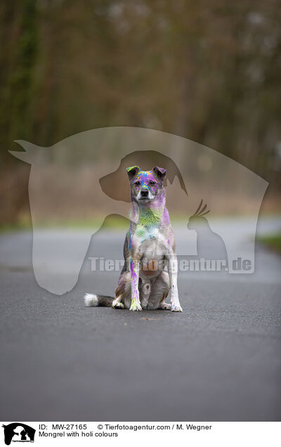 Mischling mit Holifarben / Mongrel with holi colours / MW-27165