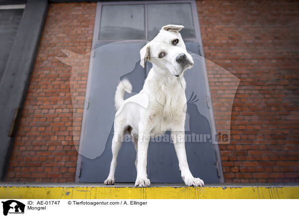 Mischling / Mongrel / AE-01747