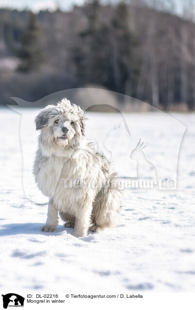 Mischling im Winter / Mongrel in winter / DL-02216