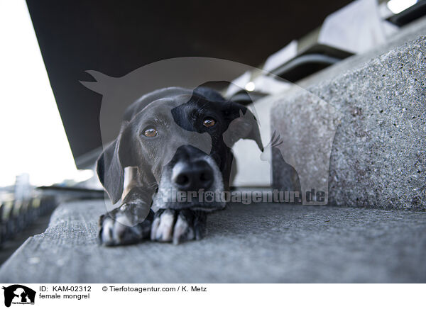 Mischling Hndin / female mongrel / KAM-02312