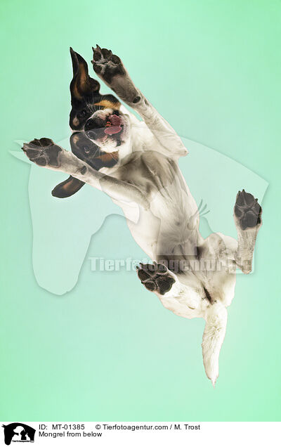 Mischling von unten / Mongrel from below / MT-01385