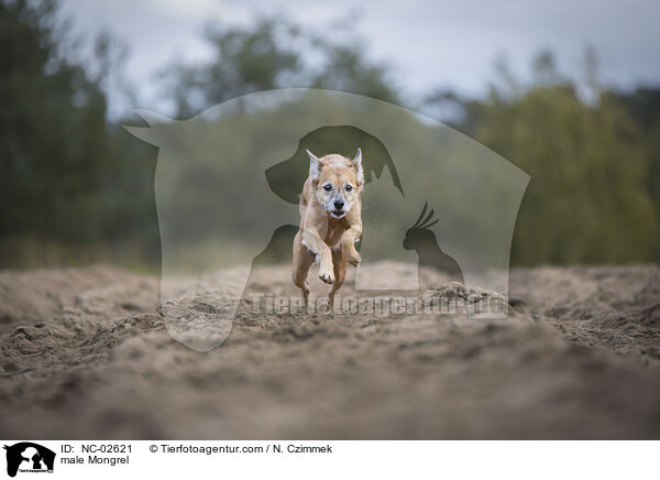 Mischling Rde / male Mongrel / NC-02621