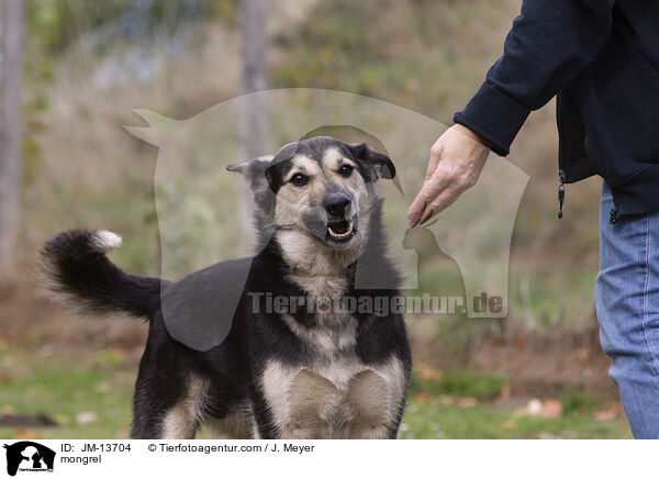 Mischling / mongrel / JM-13704