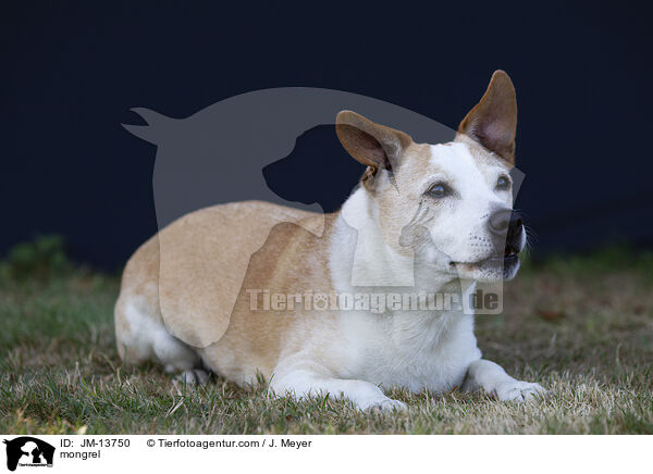 Mischling / mongrel / JM-13750