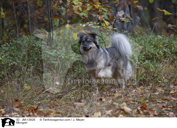 Mischling / Mongrel / JM-13826