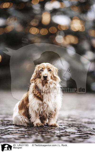 Mischling / Mongrel / LR-01193