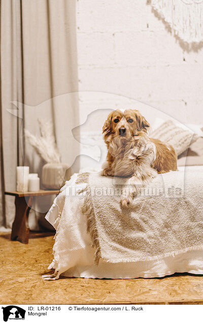 Mischling / Mongrel / LR-01216