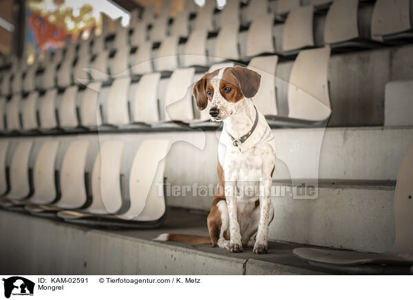 Mischling / Mongrel / KAM-02591
