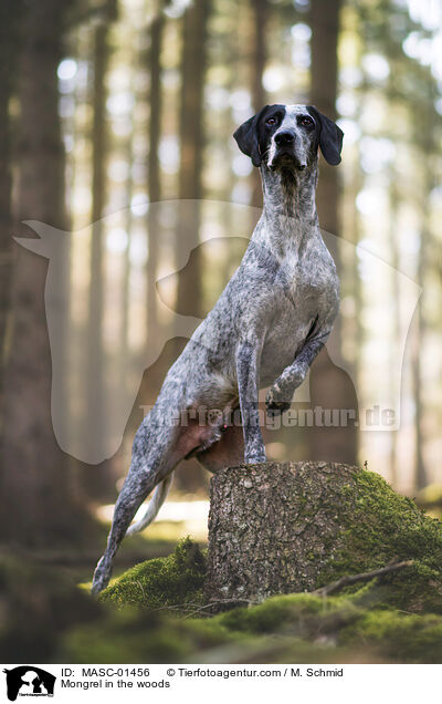 Mischling im Wald / Mongrel in the woods / MASC-01456