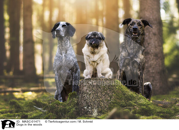 Hunde im Wald / Dogs in the woods / MASC-01471