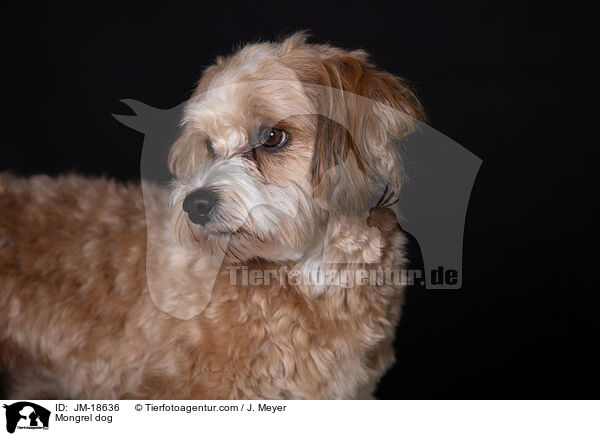 Mischling / Mongrel dog / JM-18636