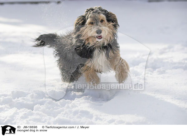 Mischling im Schnee / mongrel dog in snow / JM-18696