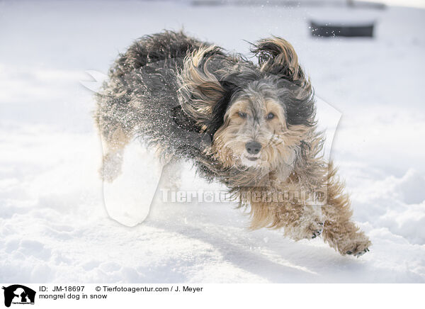 Mischling im Schnee / mongrel dog in snow / JM-18697
