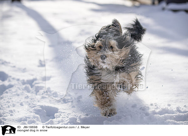 Mischling im Schnee / mongrel dog in snow / JM-18698