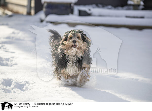 Mischling im Schnee / mongrel dog in snow / JM-18699