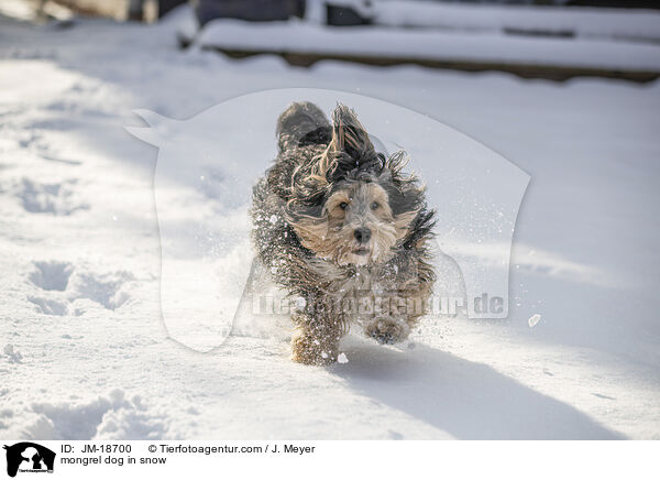 Mischling im Schnee / mongrel dog in snow / JM-18700