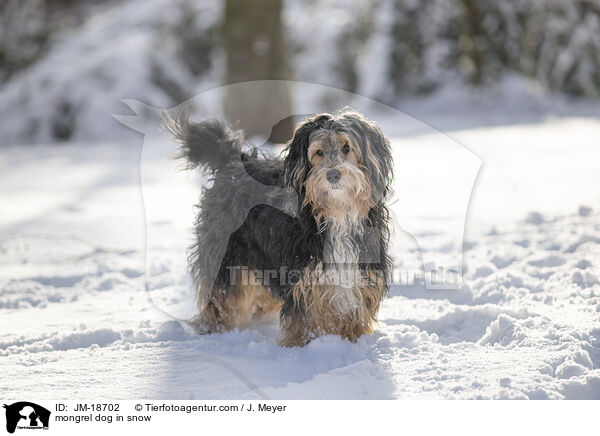 Mischling im Schnee / mongrel dog in snow / JM-18702