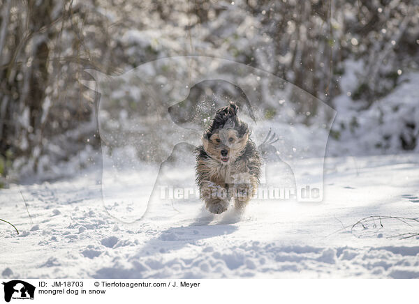 Mischling im Schnee / mongrel dog in snow / JM-18703