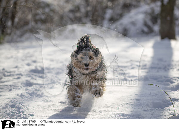 Mischling im Schnee / mongrel dog in snow / JM-18705