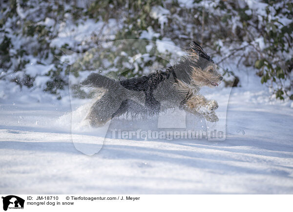Mischling im Schnee / mongrel dog in snow / JM-18710
