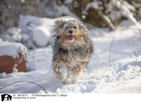 Mischling im Schnee / mongrel dog in snow / JM-18711