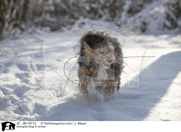 Mischling im Schnee / mongrel dog in snow / JM-18712