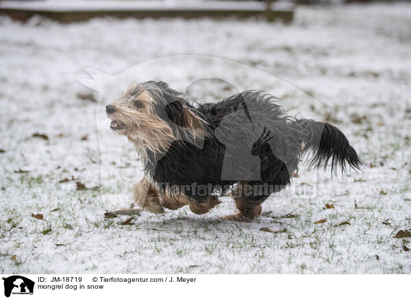 Mischling im Schnee / mongrel dog in snow / JM-18719